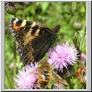 Aglais urticae - Kleiner Fuchs 06.jpg